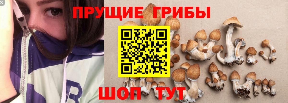 Волхов  Галлюциногенные грибы Psilocybe  Вход с VPN 